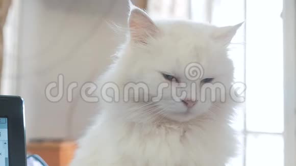 老白蓬松是睡猫画像坐在房子窗户旁的老白猫把她关上了视频的预览图