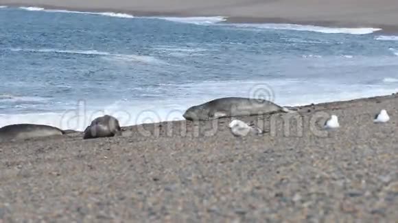 巴塔哥尼亚海滩上的大象海豹视频的预览图