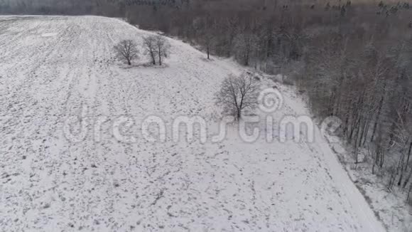 冬季景观带林田冬季景观视频的预览图