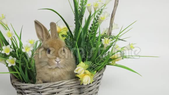 可爱的兔子坐在篮子里视频的预览图