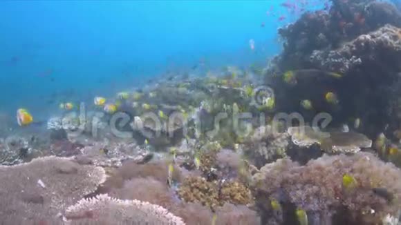 珊瑚礁上的蝴蝶鱼学校4k视频的预览图