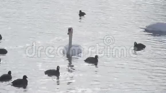 萨格勒布贾伦湖视频的预览图
