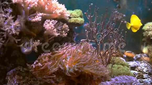 海洋水族馆充满热带鱼类和植物视频的预览图