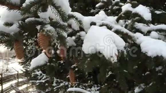 雪的常绿锥雪霜的下午视频的预览图