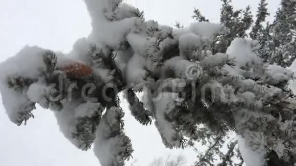 雪的常绿锥雪霜的下午视频的预览图