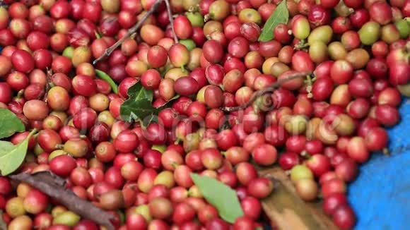 农民收获成熟的有机樱桃咖啡豆要么手工收获视频的预览图