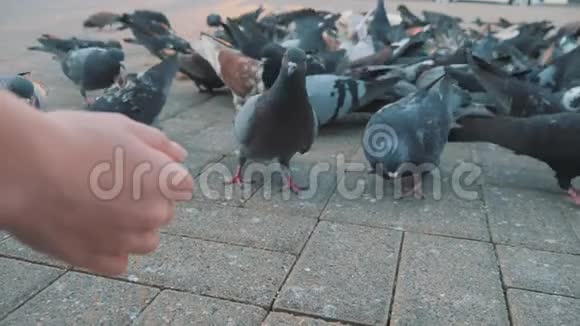 小鸽子啄谷在广场从地面缓慢拍摄太阳下的鸽子视频的预览图