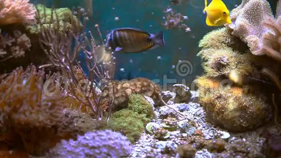 海洋水族馆充满热带鱼类和植物视频的预览图