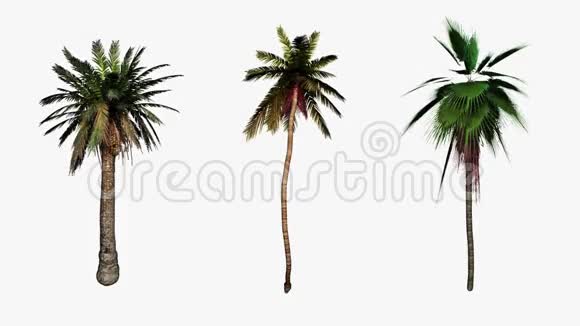 棕榈树在风中流动阿尔法包括更容易合成股票镜头视频的预览图