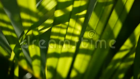 带阳光的热带绿棕叶抽象的自然背景散焦冲洗视频的预览图