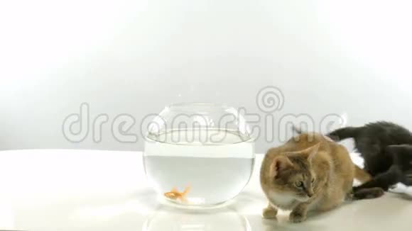 小猫和金鱼视频的预览图