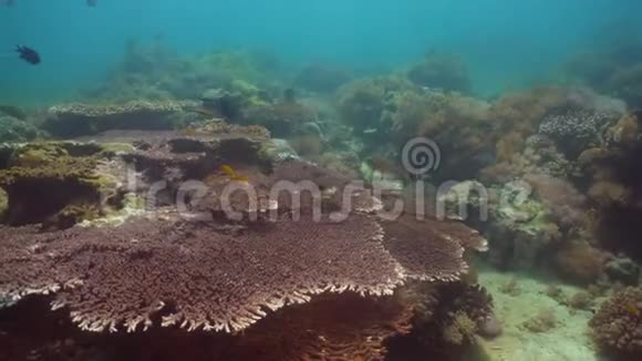 珊瑚礁和热带鱼菲律宾明多罗视频的预览图