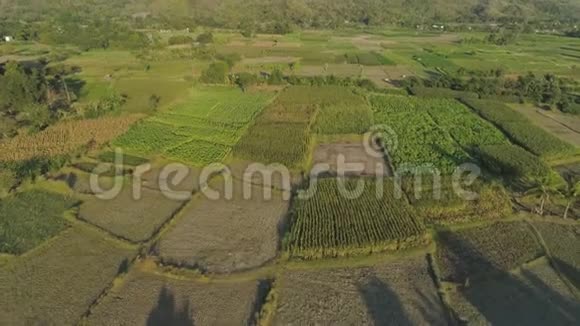 景观与水稻梯田菲律宾吕宋视频的预览图
