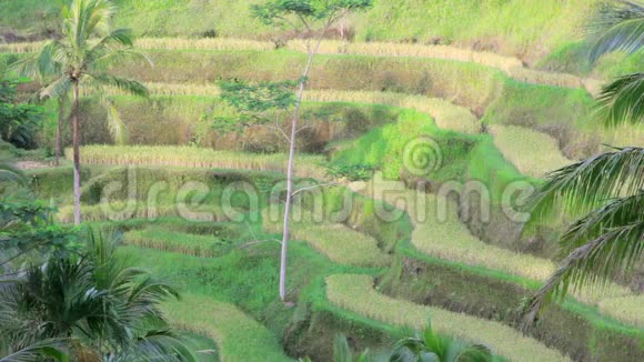 泰加拉朗水稻梯田巴厘岛印度尼西亚视频的预览图