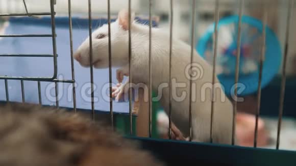 宠物笼子里的白鼠鼠慢生活方式运动视频老鼠老鼠动物概念宠物有趣的生活方式白鼠视频的预览图