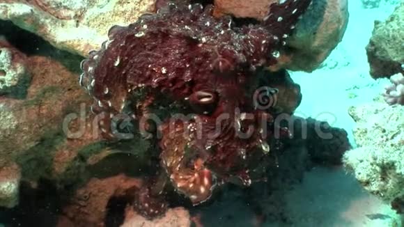 红章鱼水下大海视频的预览图
