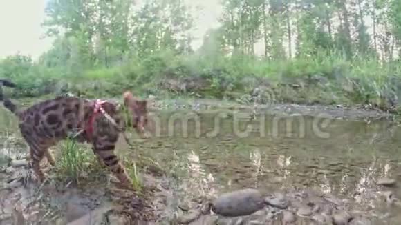 一只猫孟加拉走在绿草上孟加拉小猫学着沿着森林走亚洲豹猫试图隐藏视频的预览图