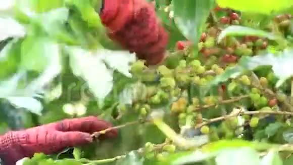 农民收获成熟的有机樱桃咖啡豆要么手工收获视频的预览图