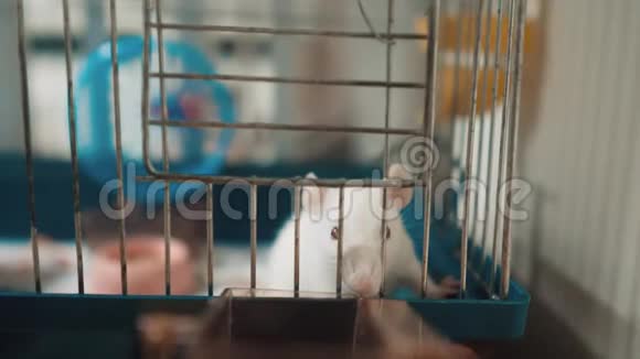 宠物笼子里的白鼠鼠慢动作生活方式视频老鼠老鼠动物概念宠物关在笼子里的搞笑白鼠视频的预览图