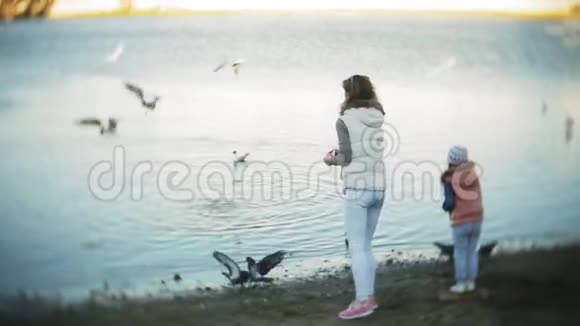 一个年轻的女人在湖上喂天鹅和鸭子冬天喂鸟视频的预览图