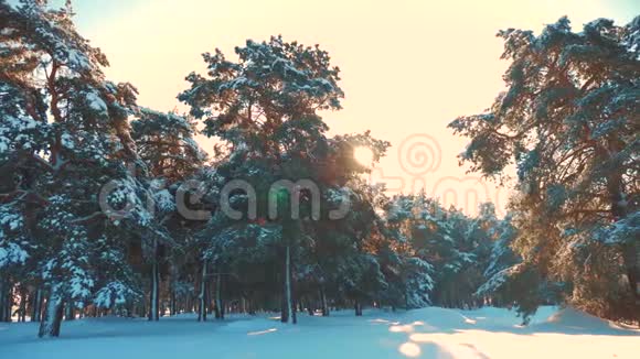 冬松林中雪的阳光运动冻霜圣诞新年树新年生活方式视频的预览图