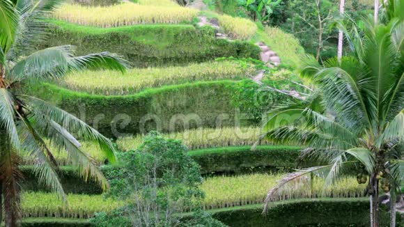 泰加拉朗水稻梯田巴厘岛印度尼西亚视频的预览图