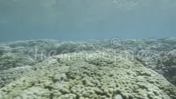 研究人员在水下寻找珊瑚礁视频的预览图