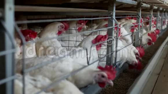 鸡蛋鸡啄饲料特写工厂鸡鸡场视频的预览图