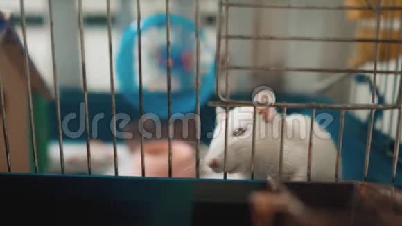 宠物笼子里的白鼠鼠慢动作生活方式视频老鼠老鼠动物概念宠物有趣的白鼠生活方式视频的预览图