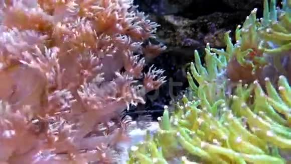水族馆里充满活力的珊瑚视频的预览图