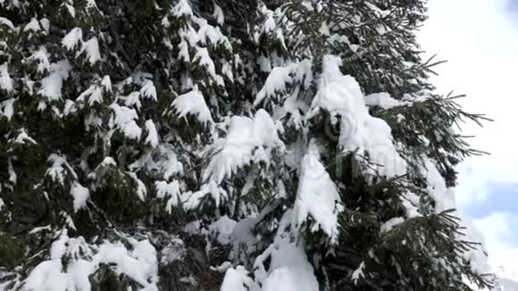 冬山中的风景视频的预览图