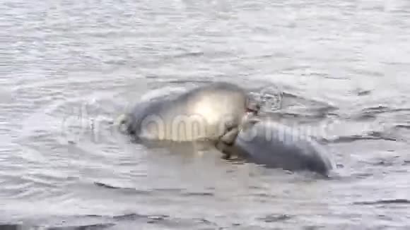 小象海豹在南乔治亚视频的预览图