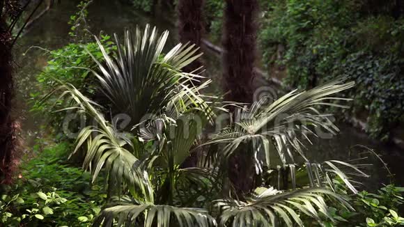 花园里的一棵棕榈树视频的预览图