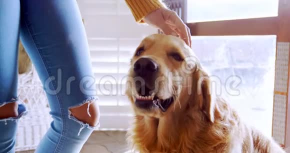 漂亮的女人抚摸她的狗4K视频的预览图
