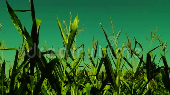 在阳光明媚的夏日里玉米地随风而逝视频的预览图