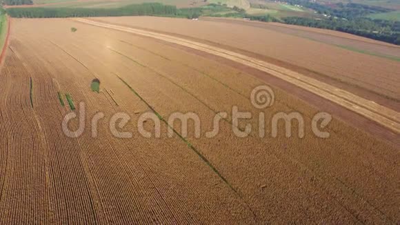 晴天的玉米收获巴西的空中景色视频的预览图