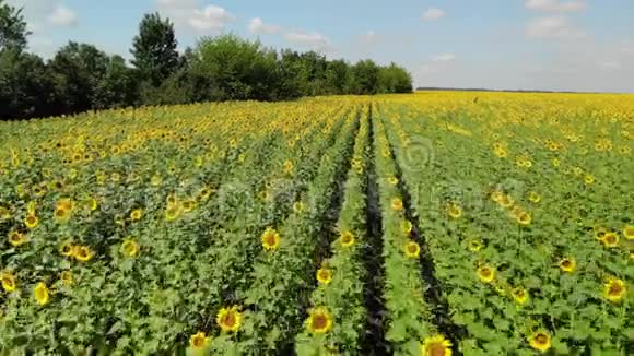 美丽的田野和向日葵在俄罗斯视频的预览图
