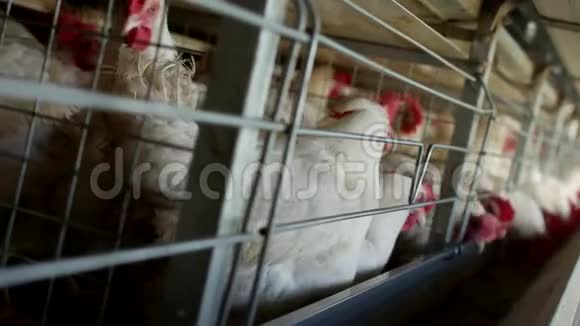 家禽养殖场饲养鸡和蛋鸡啄饲料特写工厂母鸡农场视频的预览图