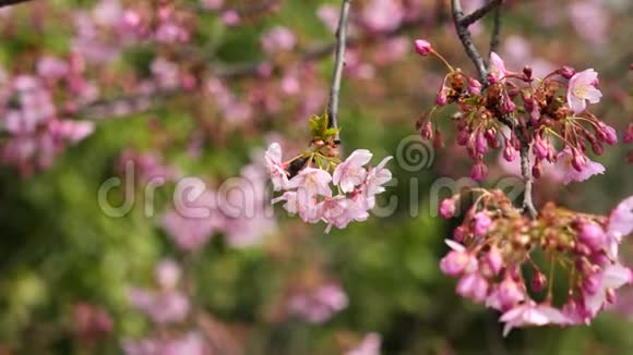 春季系列花卉樱桃小花簇簇微风吹拂近景4K电影视频的预览图