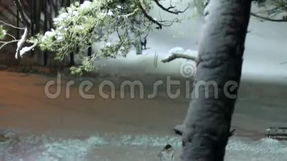 树在雪地里视频的预览图