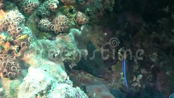 红海海底背景水下景观的莫雷视频的预览图