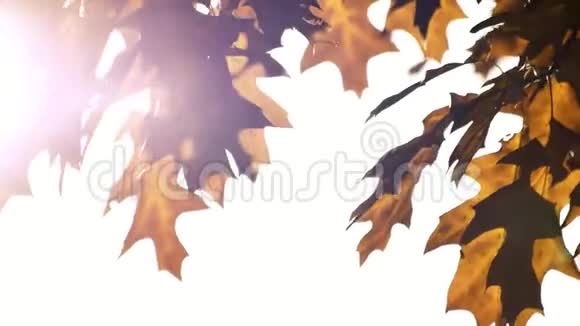 秋天美丽的叶子的季节视频的预览图