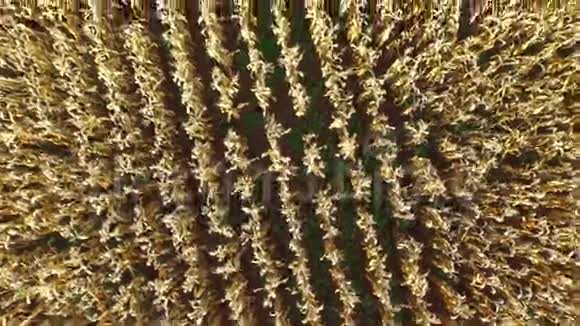 晴天的玉米收获巴西的空中景色视频的预览图