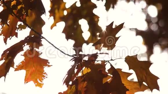 叶在秋林中特写视频的预览图