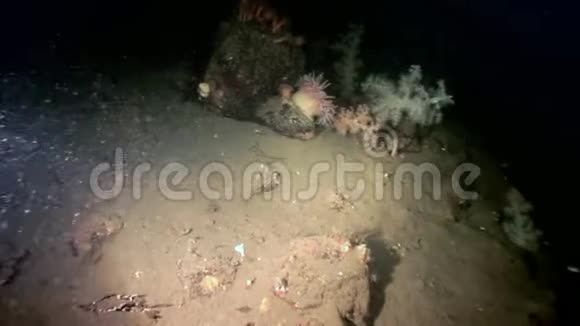 白色蓬松柔软的珊瑚铱在白海海底视频的预览图