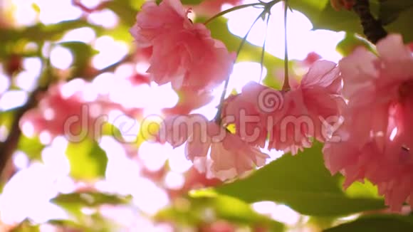 樱花樱花树花开视频的预览图