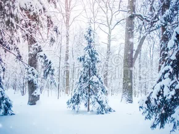 雪林降雪圣诞节冬季新年背景颤抖的风景视频的预览图
