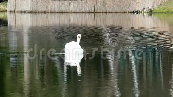 白天鹅游在湖面上视频的预览图