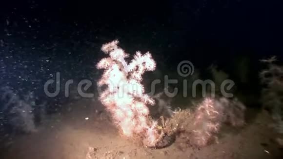 白海海底的白色绒毛软珊瑚视频的预览图
