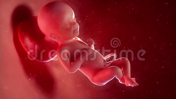胎儿第26周视频的预览图